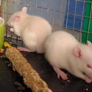 Dekoratyvinis žiurkius