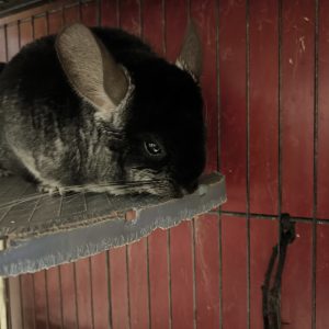 Šinšiliukė