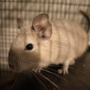 Degu patelė