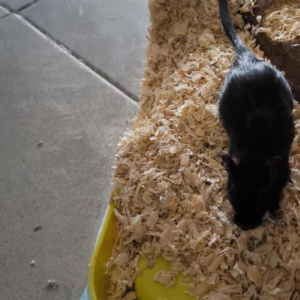 Smiltpeliukas patinas