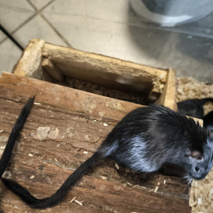 Smiltpeliukas patinas