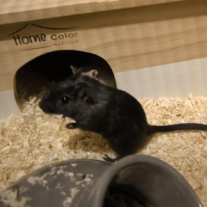 Smiltpelytė patelė