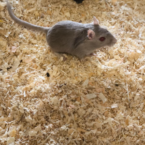 Smiltpelytė patelė