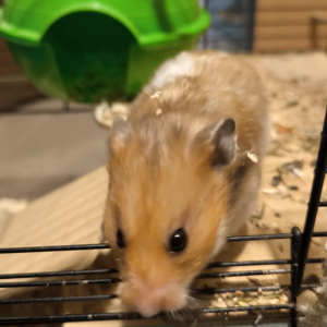 Sirijos žiurkėniukas