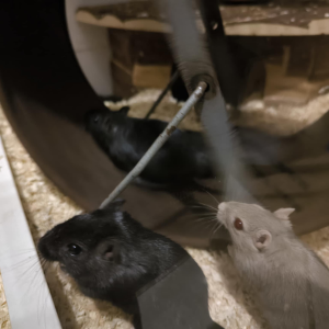 Smiltpelytė patelė