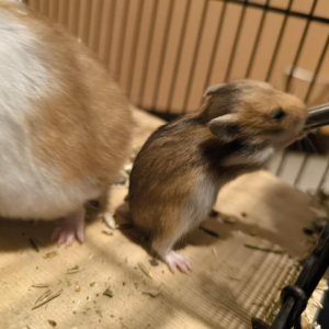 Sirijos žiurkėniukas