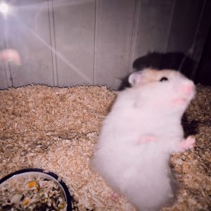 Sirijos žiurkėniukas