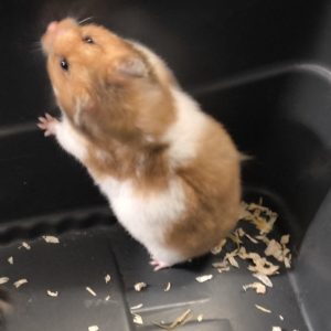 Sirijos žiurkėniukė