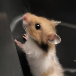 Sirijos žiurkėniukas