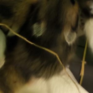 Sirijos žiurkėniukas