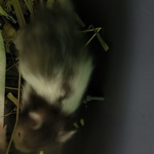 Sirijos žiurkėniukas