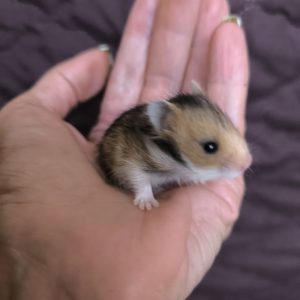 Sirijos žiurkėniukas