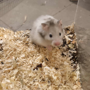 Sirijos žiurkėniukė