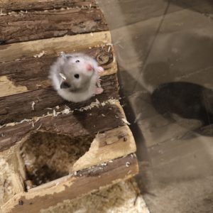 Sirijos žiurkėniukė