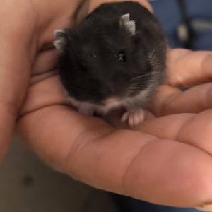 Džiungarijos žiurkėnas