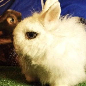 Triušiukas Snaigius