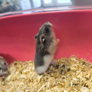 Džiungarijos žiurkėniukė