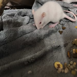 Dekoratyvinė žiurkė