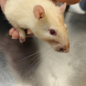 Dekoratyvinis žiurkiukas