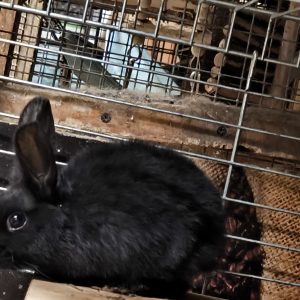 Dekoratyvinis triušiukas