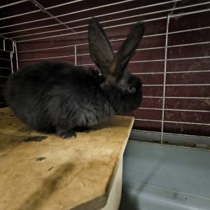 Dekoratyvinis triušiukas