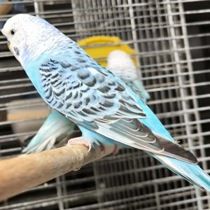 Banguotoji papūgėlė