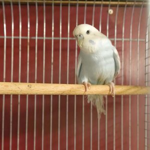 Banguotoji papūgėlė