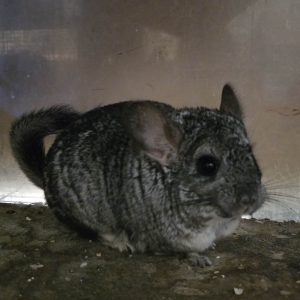 Šinšila