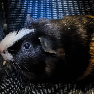 Jūrų kiaulytė Depo