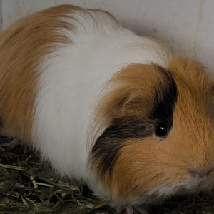 Jūrų kiaulytė