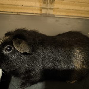 Jūrų kiaulytė Džeris