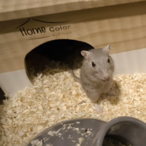 Smiltpeliukas patinas