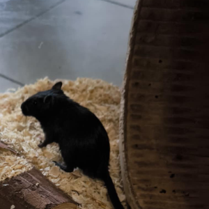 Smiltpelytė patelė