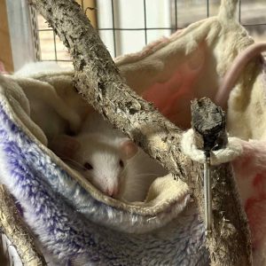 Dekoratyvinė žiurkė