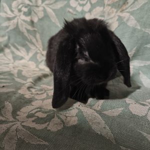 Triušiukas Pranelis