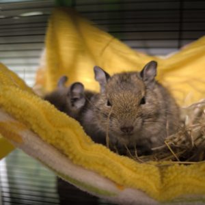 Degu