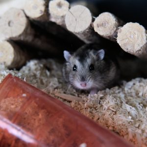 Džiungarijos žiurkėniukė