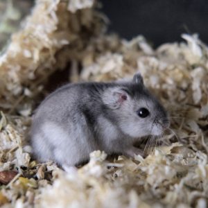 Džiungarijos žiurkėnas